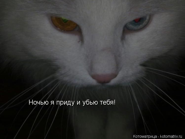 Ночью я приду и убью тебя!... Котоматрица: Ночью я приду и убью тебя!