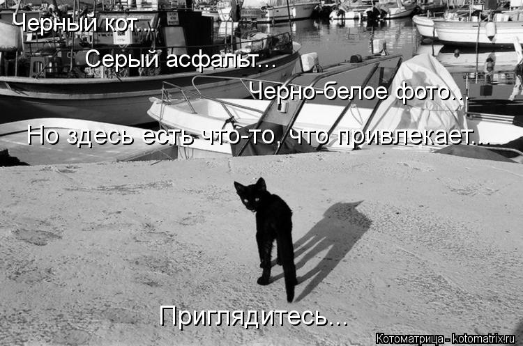 Черный кот... Серый асфальт... Черно-белое фото... Но здесь есть что-то, что привлекает... Приглядите... Котоматрица: Черный кот... Серый асфальт... Черно-белое фото... Но здесь есть что-то, что привлекает... Приглядитесь...