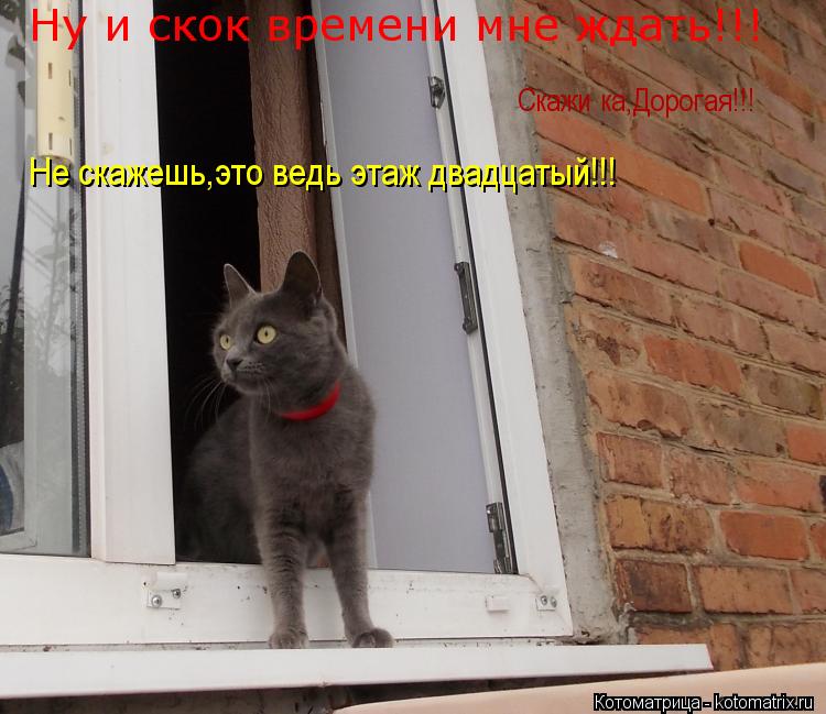 Котоматрица: Ну и скок времени мне ждать!!! Скажи ка,Дорогая!!! Не скажешь,это ведь этаж двадцатый!!!