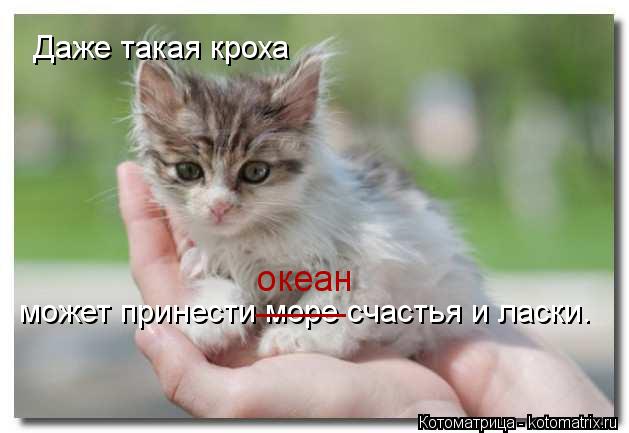 Даже такая кроха может принести море счастья и ласки. _____ океан... Котоматрица: Даже такая кроха может принести море счастья и ласки. _____ океан