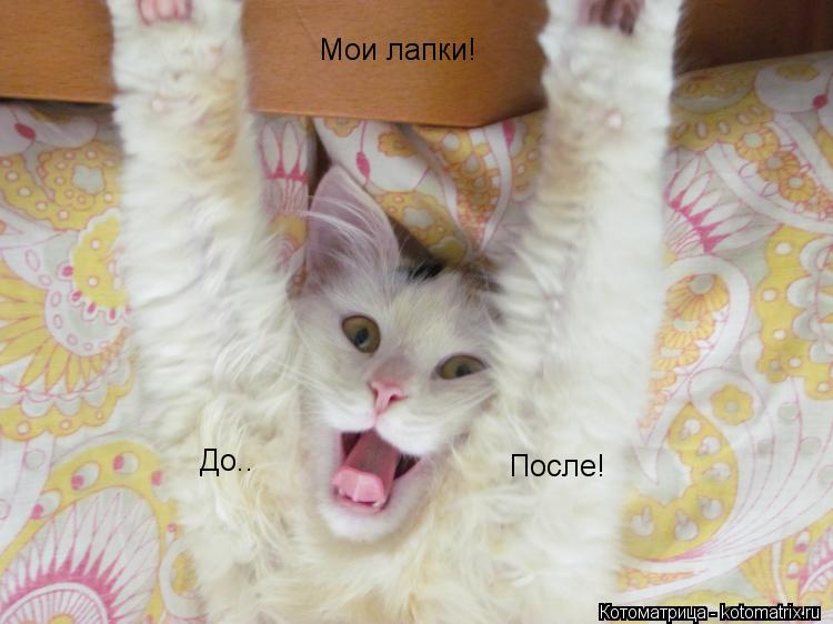 Котоматрица: Мои лапки! После! До..