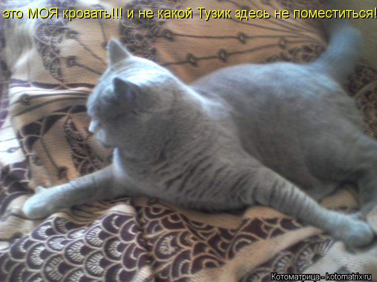 Котоматрица: это МОЯ кровать!!! и не какой Тузик здесь не поместиться!