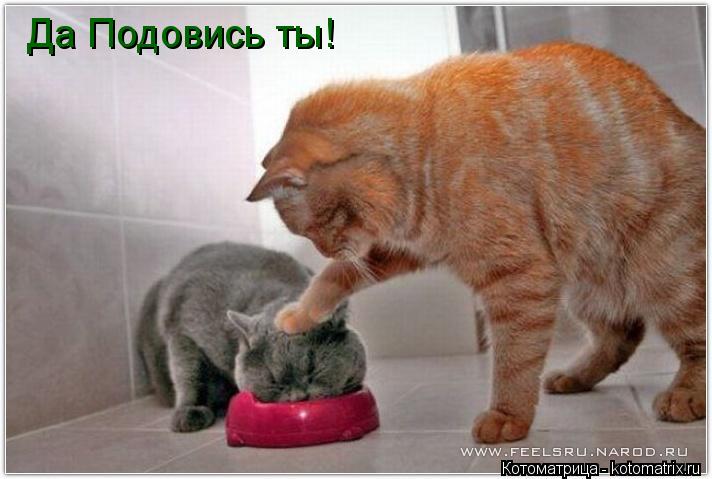 Да Подовись ты!... Котоматрица: Да Подовись ты!