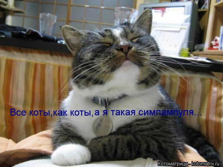 Котоматрица: Все коты,как коты, а я такая симпампуля...