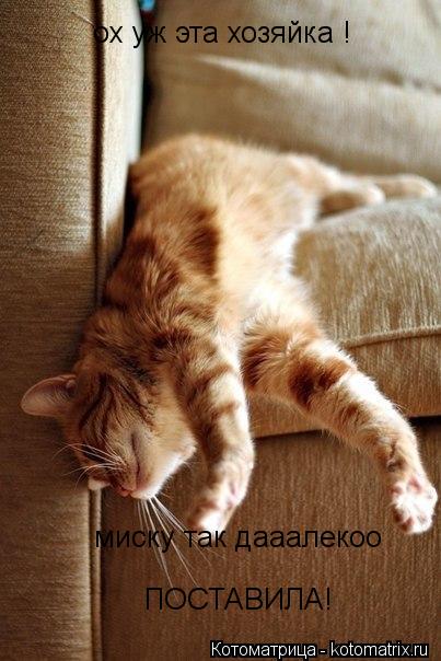 ох уж эта хозяйка ! миску так дааалекоо ПОСТАВИЛА!... Котоматрица: ох уж эта хозяйка ! миску так дааалекоо ПОСТАВИЛА!