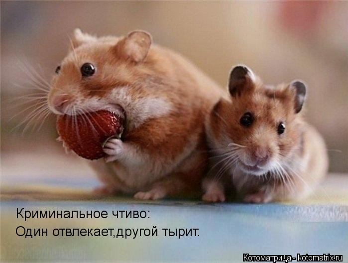 Котоматрица: Криминальное чтиво: Один отвлекает,другой тырит.