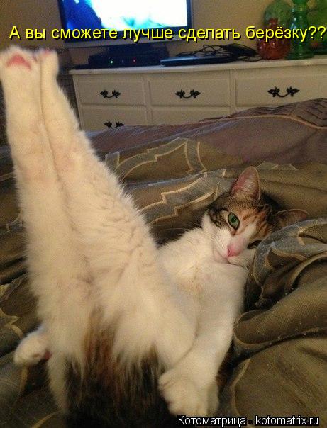Котоматрица: А вы сможете лучше сделать берёзку????