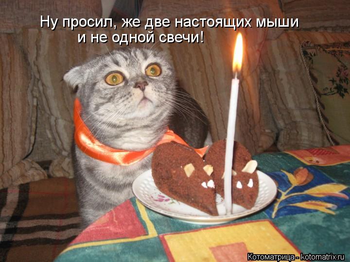Ну просил, же две настоящих мыши и не одной свечи!... Котоматрица: Ну просил, же две настоящих мыши и не одной свечи!