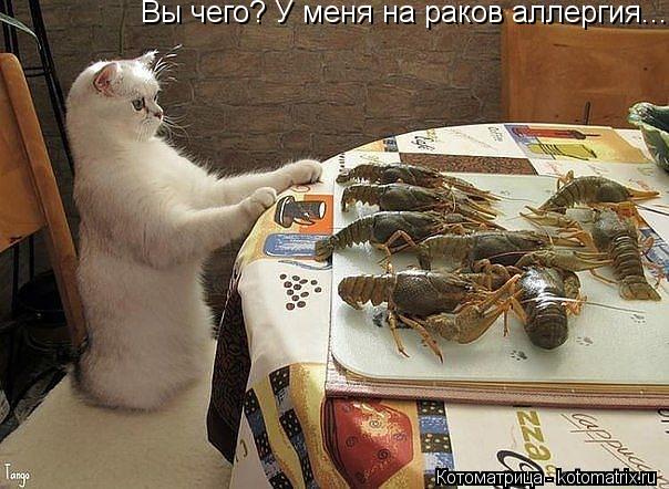 Вы чего? У меня на раков аллергия...... Котоматрица: Вы чего? У меня на раков аллергия...