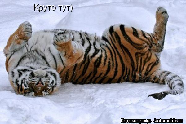 Круто тут)... Котоматрица: Круто тут)