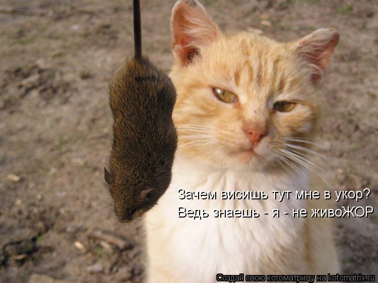Зачем висишь тут мне в укор? Ведь знаешь - я - не живоЖОР... Котоматрица: Зачем висишь тут мне в укор? Ведь знаешь - я - не живоЖОР