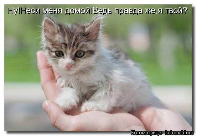 Ну!Неси меня домой!Ведь правда же,я твой?... Котоматрица: Ну!Неси меня домой!Ведь правда же,я твой?