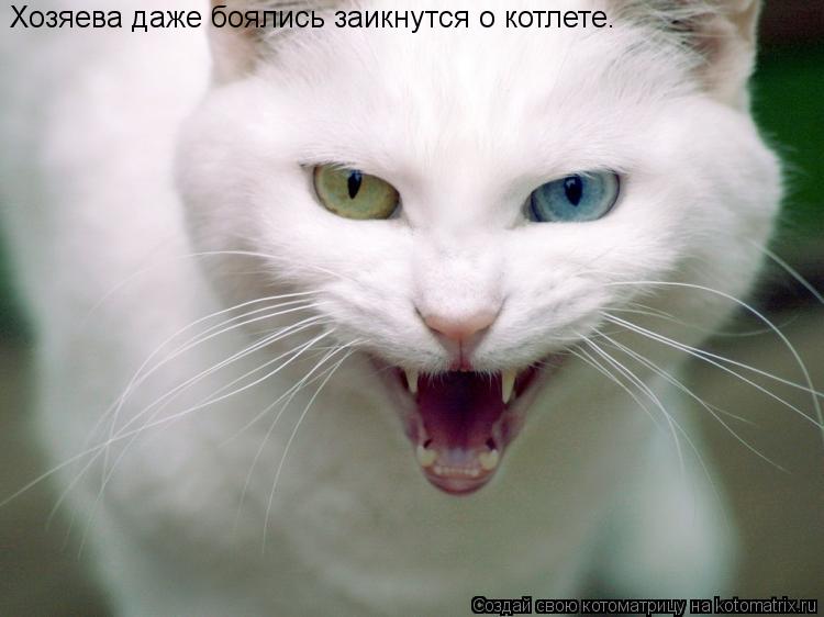 Хозяева даже боялись заикнутся о котлете.... Котоматрица: Хозяева даже боялись заикнутся о котлете.