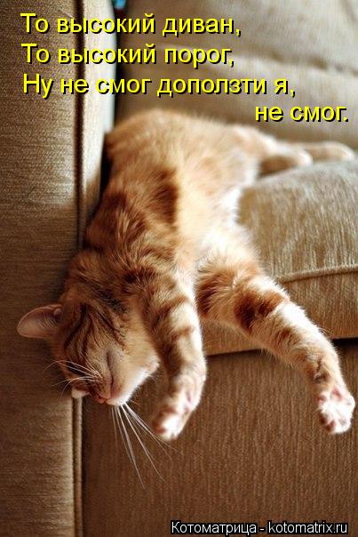 То высокий диван, То высокий порог, Ну не смог доползти я, не смог.... Котоматрица: То высокий диван, То высокий порог, Ну не смог доползти я, не смог.