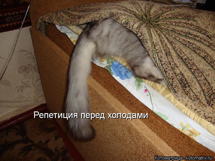 Репетиция перед холодами... Котоматрица: Репетиция перед холодами