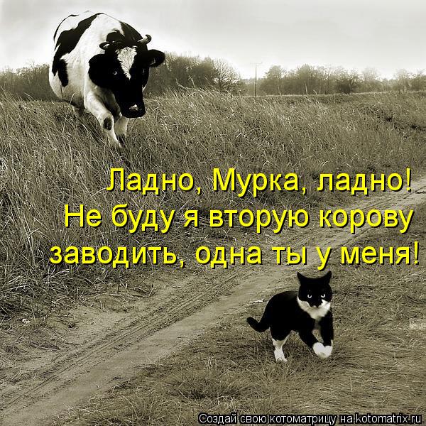 Ладно, Мурка, ладно! Не буду я вторую корову заводить, одна ты у меня!... Котоматрица: Ладно, Мурка, ладно! Не буду я вторую корову заводить, одна ты у меня!