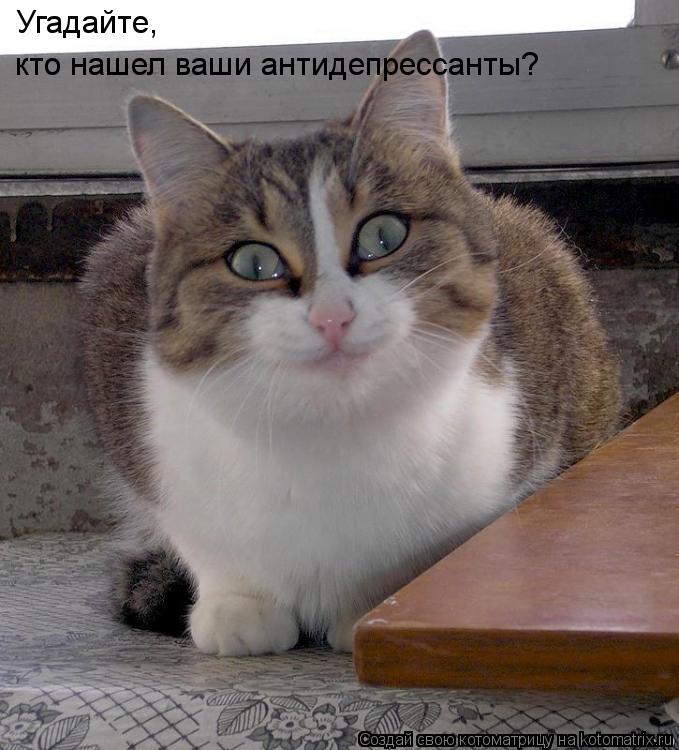 Угадайте, кто нашел ваши антидепрессанты?... Котоматрица: Угадайте, кто нашел ваши антидепрессанты?