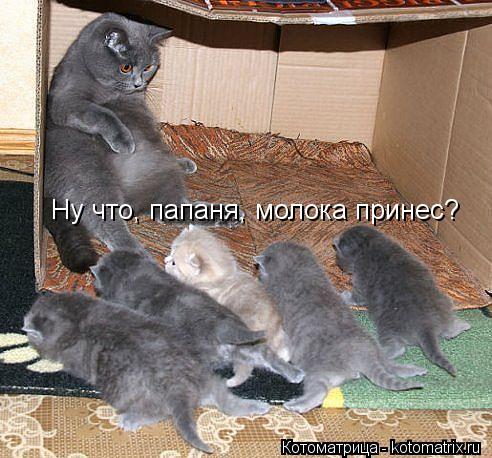 Котоматрица: Ну что, папаня, молока принес?