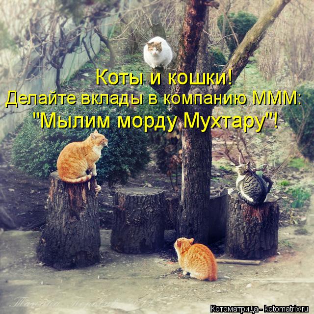 Коты и кошки! Делайте вклады в компанию МММ: "Мылим морду Мухтару"!... Котоматрица: Коты и кошки! Делайте вклады в компанию МММ: "Мылим морду Мухтару"!