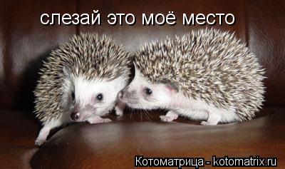 слезай это моё место... Котоматрица: слезай это моё место