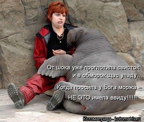 и в обморок щас упаду… От шока уже проглотила свисток Когда просила у Бога моржа – НЕ ЭТО имела вви... Котоматрица: и в обморок щас упаду… От шока уже проглотила свисток Когда просила у Бога моржа – НЕ ЭТО имела ввиду!!!!!!