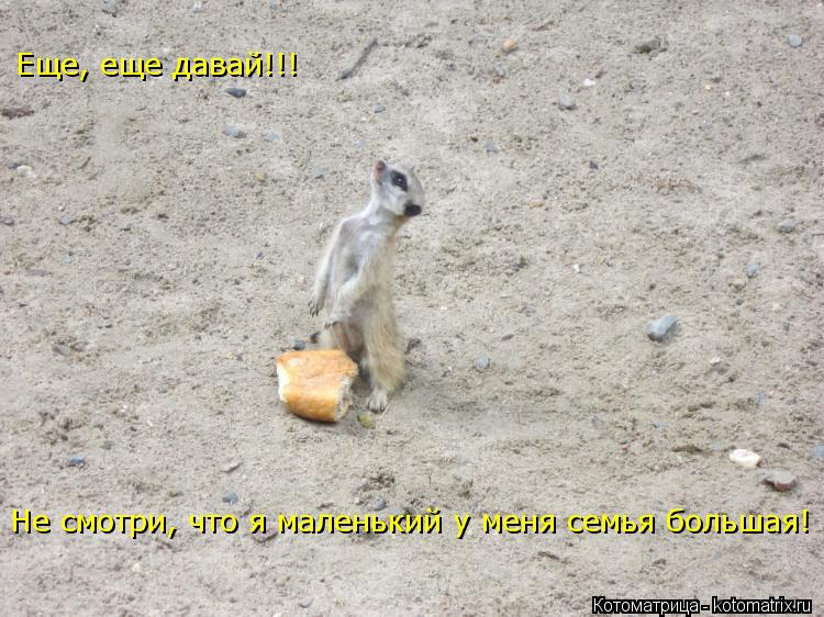 Еще, еще давай!!! Не смотри, что я маленький у меня семья большая!... Котоматрица: Еще, еще давай!!! Не смотри, что я маленький у меня семья большая!