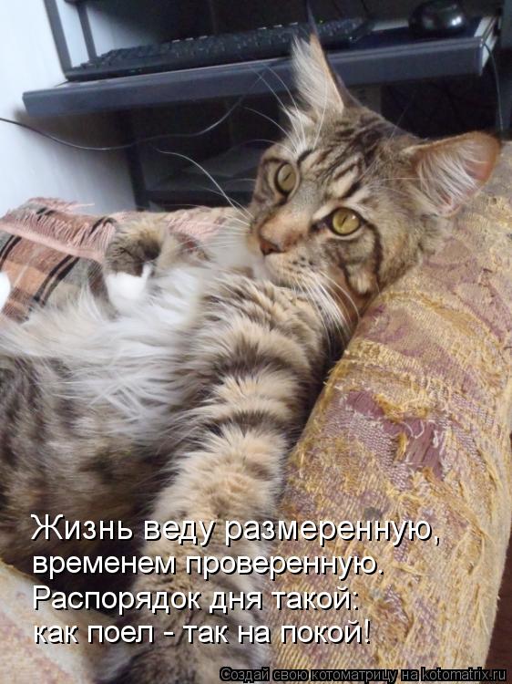 Котоматрица: Жизнь веду размеренную, временем проверенную. Распорядок дня такой: как поел - так на покой!