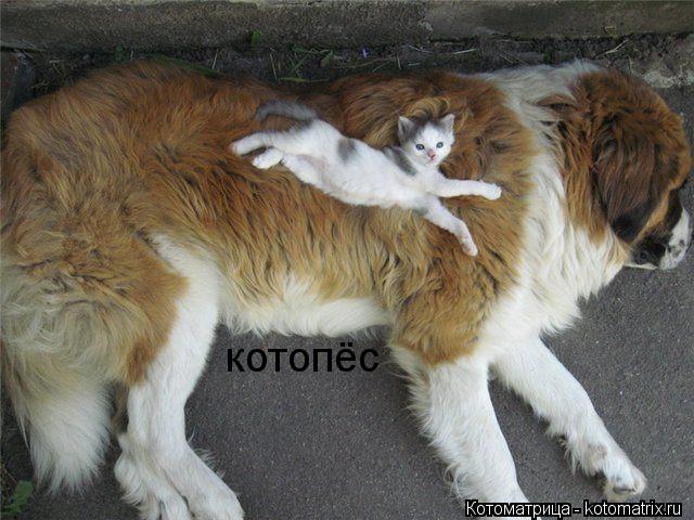 Котоматрица: котопёс