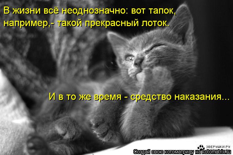 В жизни всё неоднозначно: вот тапок, например,- такой прекрасный лоток. И в то же время - средство н... Котоматрица: В жизни всё неоднозначно: вот тапок, например,- такой прекрасный лоток. И в то же время - средство наказания...