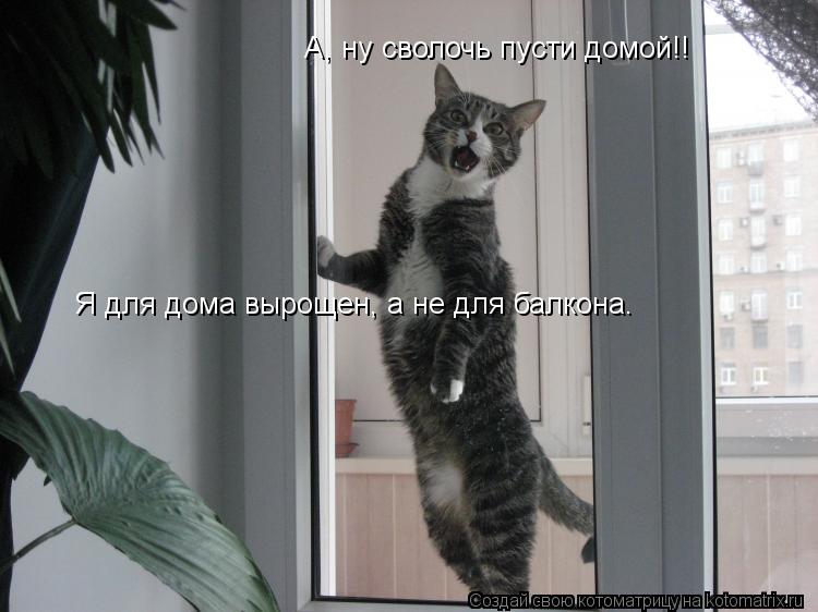 А, ну сволочь пусти домой!! Я для дома вырощен, а не для балкона.... Котоматрица: А, ну сволочь пусти домой!! Я для дома вырощен, а не для балкона.