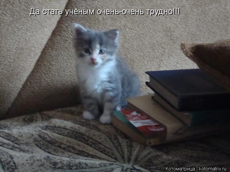 Да стать учёным очень-очень трудно!!!... Котоматрица: Да стать учёным очень-очень трудно!!!