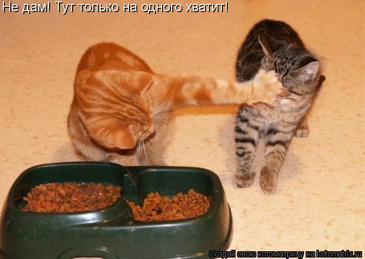 Не дам! Тут только на одного хватит!... Котоматрица: Не дам! Тут только на одного хватит!