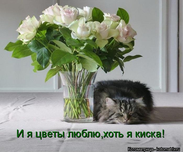 И я цветы люблю,хоть я киска!... Котоматрица: И я цветы люблю,хоть я киска!