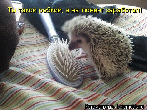 Ты такой робкий, а на тюнинг заработал!... Котоматрица: Ты такой робкий, а на тюнинг заработал!