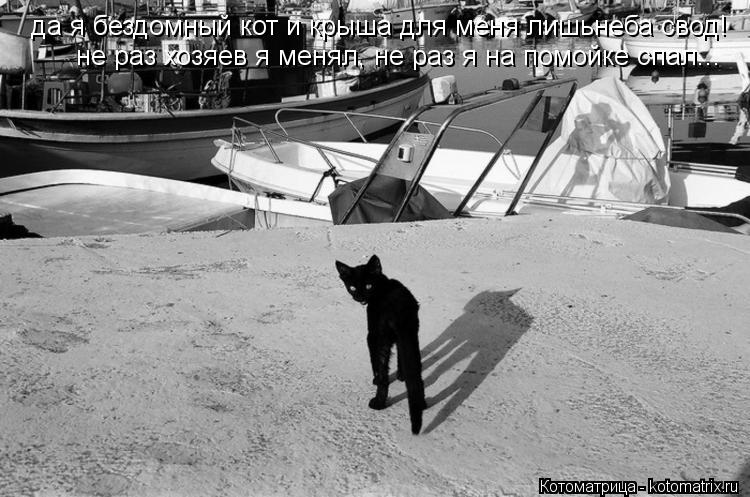 да я бездомный кот и крыша для меня лишьнеба свод! не раз хозяев я менял, не раз я на помойке спал...... Котоматрица: да я бездомный кот и крыша для меня лишьнеба свод! не раз хозяев я менял, не раз я на помойке спал...