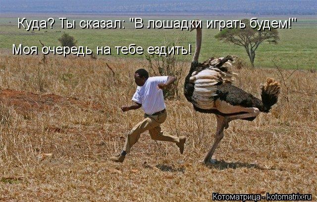 Куда? Ты сказал: "В лошадки играть будем!" Моя очередь на тебе ездить!... Котоматрица: Куда? Ты сказал: "В лошадки играть будем!" Моя очередь на тебе ездить!