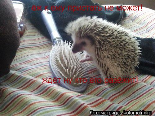 ёж к ежу пристать не может! ёж к ежу пристать не может! ждёт ну кто его разёжит!... Котоматрица: ёж к ежу пристать не может! ёж к ежу пристать не может! ждёт ну кто его разёжит!