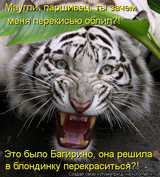 Маугли, паршивец, ты зачем меня перекисью облил?! Это было Багирино, она решила в блондинку перекраси... Котоматрица: Маугли, паршивец, ты зачем меня перекисью облил?! Это было Багирино, она решила в блондинку перекраситься?!