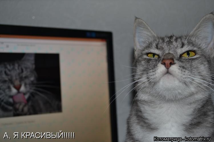 А, Я КРАСИВЫЙ!!!!!... Котоматрица: А, Я КРАСИВЫЙ!!!!!