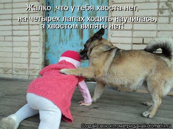 Котоматрица: Жалко ,что у тебя хвоста нет, на четырех лапах ходить научилась, а хвостом вилять нет!