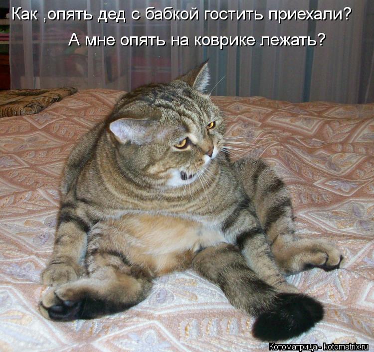 Котоматрица: А мне опять на коврике лежать? Как ,опять дед с бабкой гостить приехали?