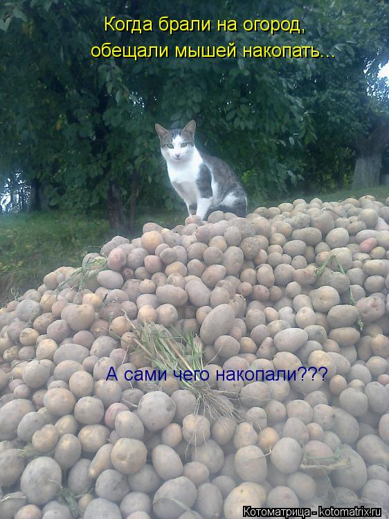 Когда брали на огород, обещали мышей накопать... А сами чего накопали???... Котоматрица: Когда брали на огород, обещали мышей накопать... А сами чего накопали???