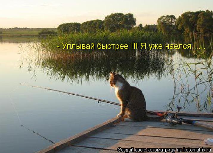 Котоматрица: - Уплывай быстрее !!! Я уже наелся !....