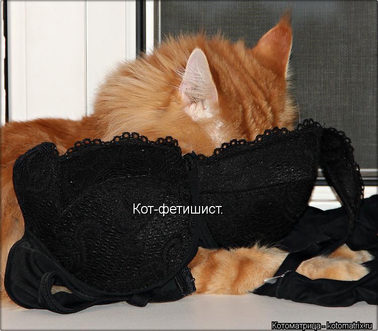 Кот-фетишист.... Котоматрица: Кот-фетишист.