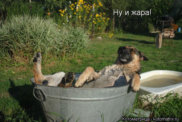 Ну и жара!... Котоматрица: Ну и жара!