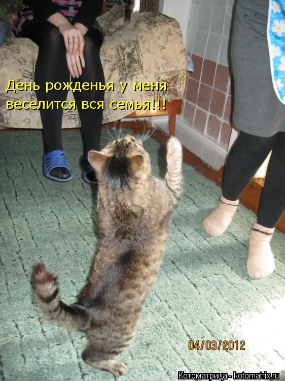 День рожденья у меня веселится вся семья!!!... Котоматрица: День рожденья у меня веселится вся семья!!!