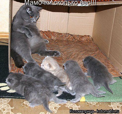 Мамочки сколько вас!!!... Котоматрица: Мамочки сколько вас!!!