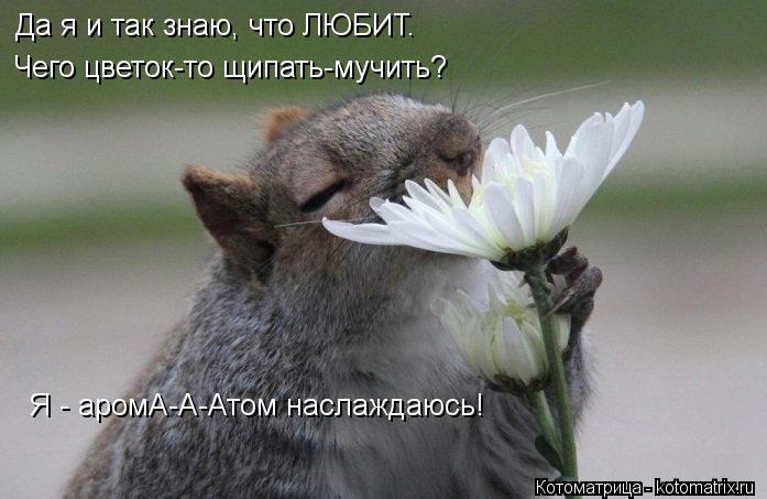 Да я и так знаю, что ЛЮБИТ. Чего цветок-то щипать-мучить? Я - аромА-А-Атом наслаждаюсь!... Котоматрица: Да я и так знаю, что ЛЮБИТ. Чего цветок-то щипать-мучить? Я - аромА-А-Атом наслаждаюсь!