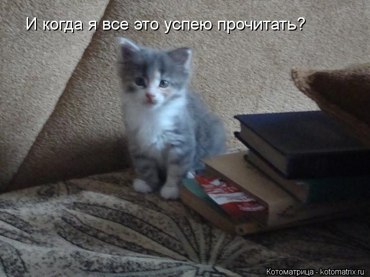 И когда я все это успею прочитать?... Котоматрица: И когда я все это успею прочитать?