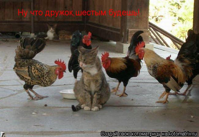 Ну что дружок,шестым будешь!... Котоматрица: Ну что дружок,шестым будешь!